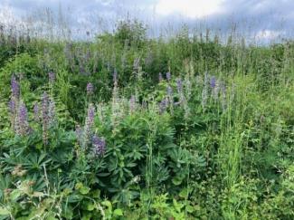 Lupine